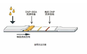 因為獨立，所以強大——優質的獨立C線質控系統DNP抗原抗體