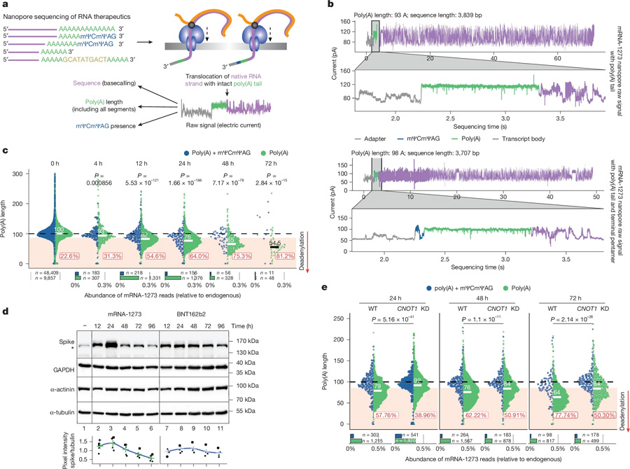 mRNA-1273的DRS揭示了模型細胞系中CCR4-NOT介導(dǎo)的poly(A)尾部動力學 mRNA-1273的DRS揭示了模型細胞系中CCR4-NOT介導(dǎo)的poly(A)尾部動力學