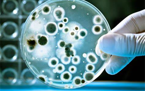 檢測細胞培養物中微生物污染的新方法