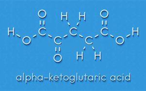 α-酮戊二酸(α-Ketoglutaric acid)