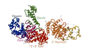 高保真性 高純度耐熱sTaq DNA Polymerase