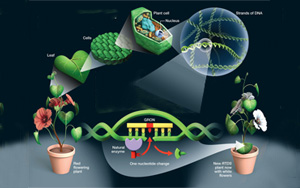 Nature子刊:“隱形”染色體傳遞積極性狀的可利用性
