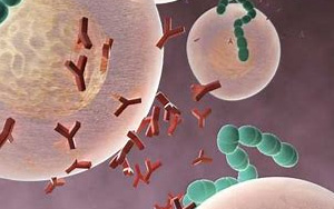 Immunity:科學家開發出EB病毒的研究性單抗