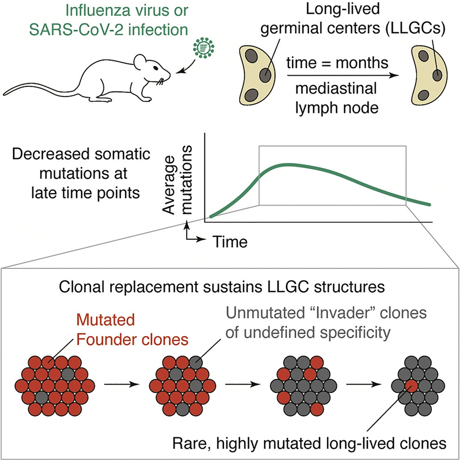 研究人員用流感病毒和SARS-CoV-2病毒感染小鼠,對B細胞的抗體基因進行測序 研究人員用流感病毒和SARS-CoV-2病毒感染小鼠,對B細胞的抗體基因進行測序