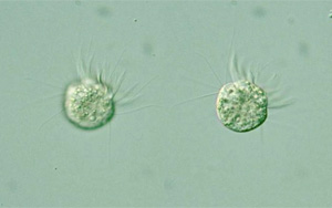 《PNAS》首次發(fā)現(xiàn),一種專吃病毒為生的微生物