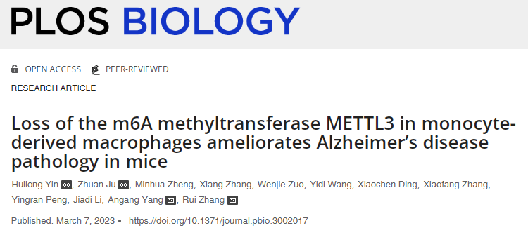 研究表明減少關鍵信使RNA的甲基化可以促進巨噬細胞向大腦的遷移 研究表明減少關鍵信使RNA的甲基化可以促進巨噬細胞向大腦的遷移