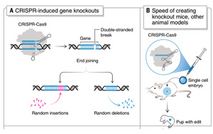 《科學》:諾獎得主解讀 CRISPR 的十年