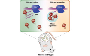 Science:促進人體腸道有益細菌的存活