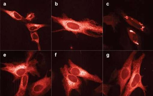 Nature Methods:新的亮紅色熒光蛋白