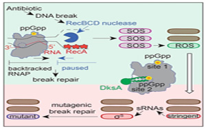 Molecular Cell令人驚訝的發(fā)現(xiàn):導(dǎo)致抗生素耐藥性的第一步