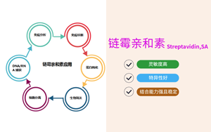 【產品】鏈霉親和素(Streptavidin,SA)