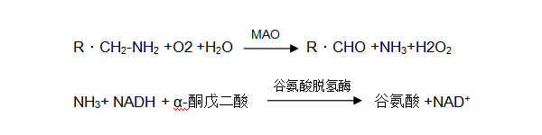 單胺氧化酶(MAO)檢測 單胺氧化酶(MAO)檢測
