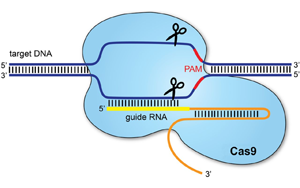 PNAS:基于CRISPR/cas9的基因驅動可以抑制農業害蟲