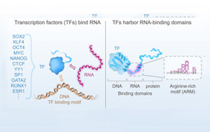 “瑞士軍刀”轉錄因子不僅能結合DNA和蛋白質,還能結合RNA