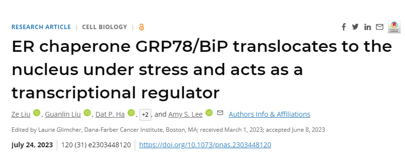 研究發現通常存在于細胞內質網(ER)的GRP78也可以在細胞應激時進入細胞核 研究發現通常存在于細胞內質網(ER)的GRP78也可以在細胞應激時進入細胞核