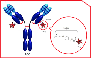 ADC Linker之單分散氨基PEG Linker系列