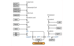 Nature:利用CRISPR,終于弄清楚了一種獨特的免疫細(xì)胞是如何識別并摧毀腫瘤的