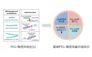 聚乙二醇-脂質（PEG-lipid）結構與性質