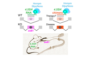 神秘的小RNA分子：第一個自然產(chǎn)生的，能調(diào)節(jié)選擇性剪接的RNA