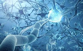 Science:當神經元向一個方向流動