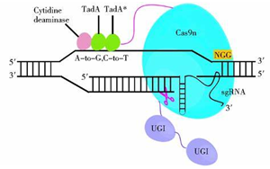 Nature Biotechnology:一種新的基因編輯系統可以治療復雜的疾病