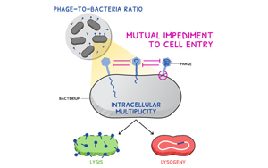 《Current Biology》廣為人知的噬菌體感染又有新發現